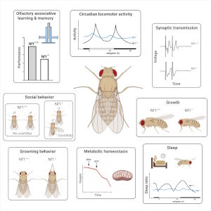 Drosophila Contributions towards Understanding Neurofibromatosis type 1.