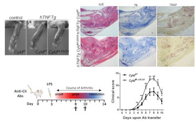 Research at the Armaka lab published in Cell Death and Disease identifies the deubiquitinase Cyld as a major checkpoint for the activity of synovial fibroblasts in inflammatory arthritis.