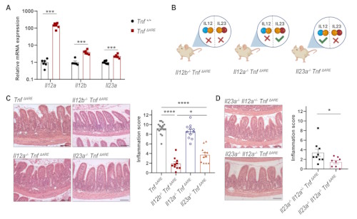 Research by Lida Iliopoulou in George Kollias lab delineates IL-12 and IL-23 implications in Crohn’s Disease.