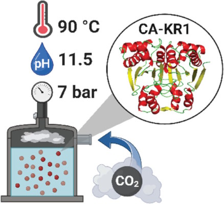 Researchers from the Skretas Lab have discovered a robust enzyme for efficient  CO₂ capture.