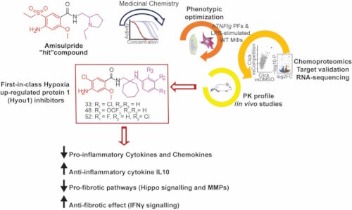 Research by D. Papadopoulou and V. Mavrikaki in the George Kollias and Alexios Matralis labs, identified first-in-class HYOU1 inhibitors that could be useful for treating chronic inflammation and fibrosis.