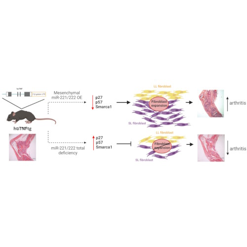 New research by Fani Roumelioti in George Kollias lab reveals microRNAs Mir221/222 as key players in rheumatoid arthritis.