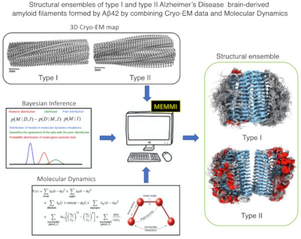 New research by Z.Faidon Brotzakis from Skretas Lab concerning the structural dynamics of the Aβ42 Amyloid Filaments in Alzheimer's Disease.